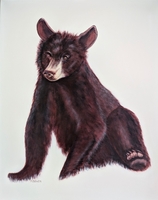 Little Bear
